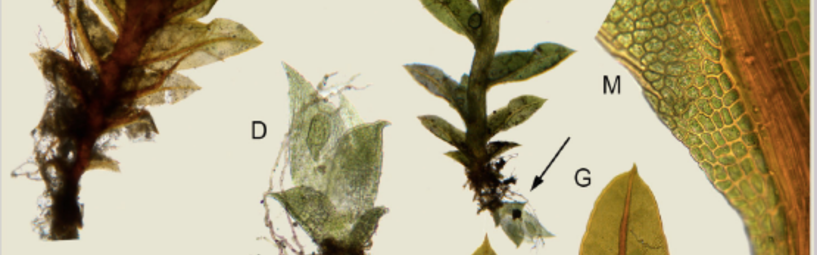 Nota de prensa - La UMU describe tres nuevas especies de plantas desconocidas para la ciencia