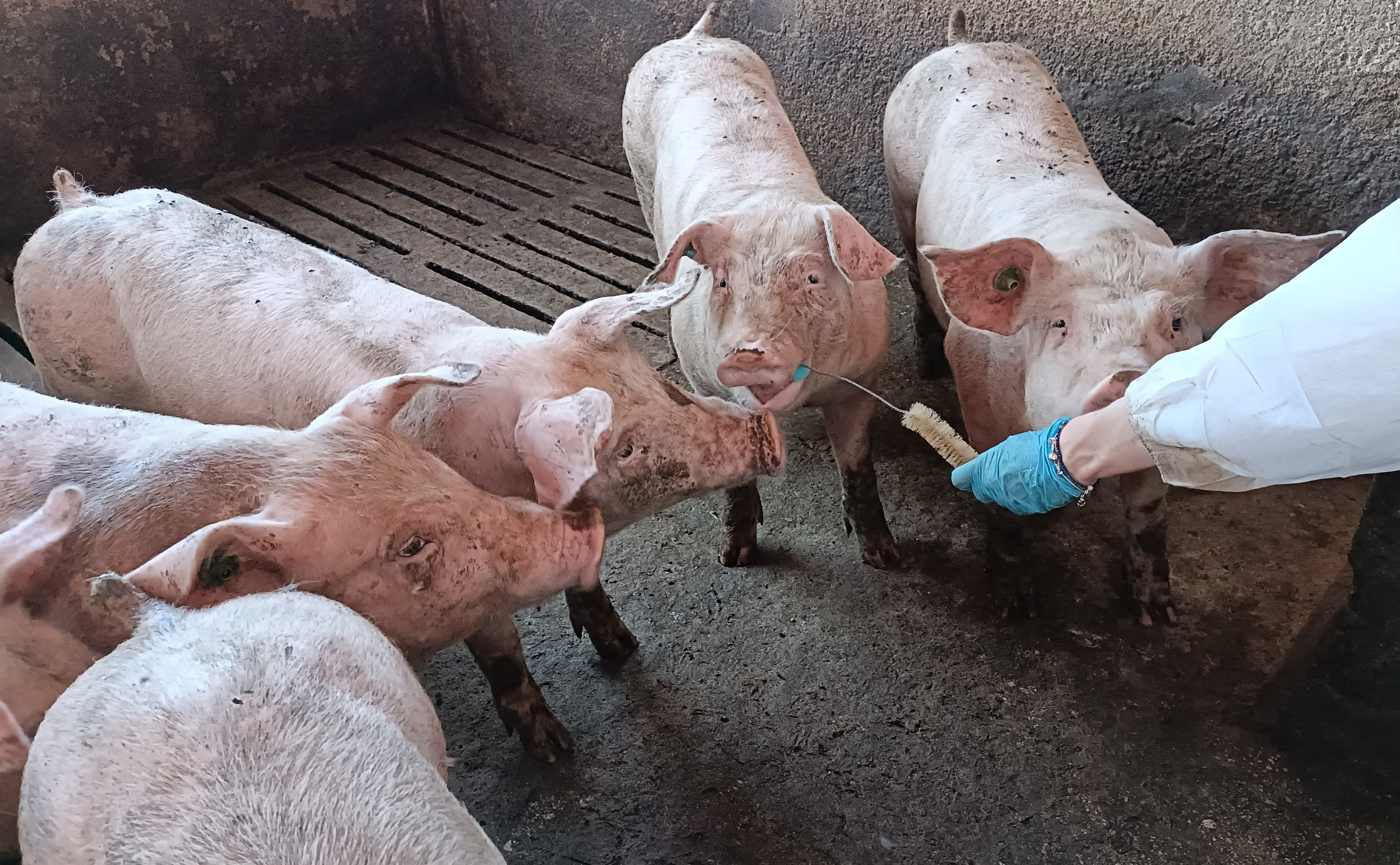 Estudio caracteriza enfermedades porcinas en saliva