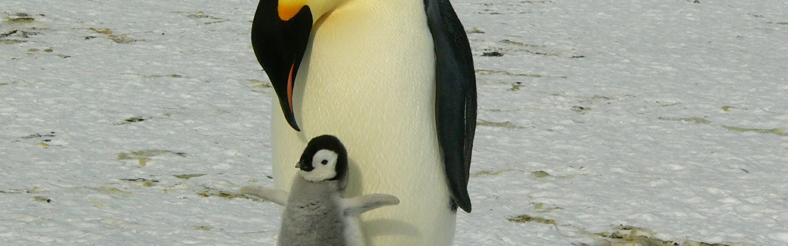 Un grupo de investigación de la UMU descubre altos niveles de mercurio en los pingüinos de la Antártida