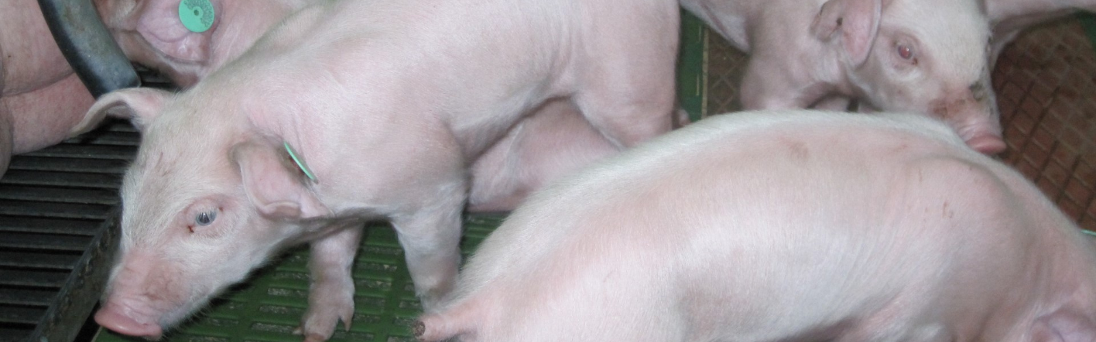 Proyecto UMU-Empresa desarrolla una alternativa natural contra la principal enfermedad protozoaria que afecta al porcino