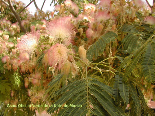 Albizia julibrissin, Persian Silk Tree, Shabkhosb, Nemunoki, from University of Murcia Gardens