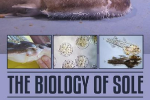 La Universidad de Murcia presenta ‘The Biology of Sole’, un libro sobre investigaciones del lenguado
