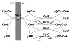 Producción de L(-)-carnitina mediante cepas de Escherichia coli modificadas genéticamente
