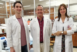 Investigadores de la UMU y del IMIB descubren una proteína esencial para la reproducción