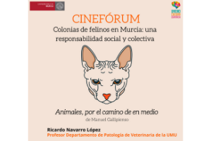 La UMU reflexiona sobre las colonias de felinos en Murcia