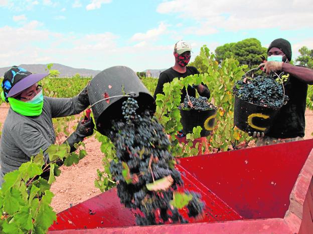 El Imida y la UMU buscan dar usos ecológicos a los desechos de la uva
