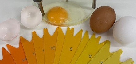 Colaboración UMU-Empresa consigue mejorar la calidad nutricional del huevo