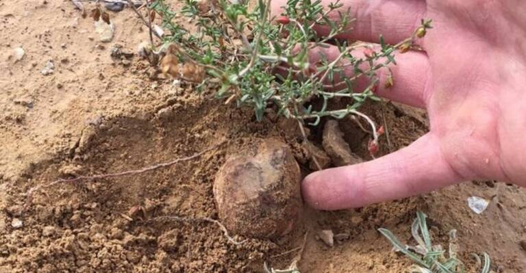 La UMU descubre cómo se reproduce la trufa del desierto: un manjar que busca consolidar su cultivo en la Región