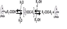 Procedimiento de sintesis enzimática de monoésteres de compuestos polihidroxilados