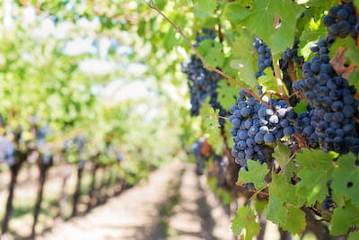 Un grupo de investigación de la UMU y del IMIDA trabaja para mejorar las características de los vinos de la Región de Murcia