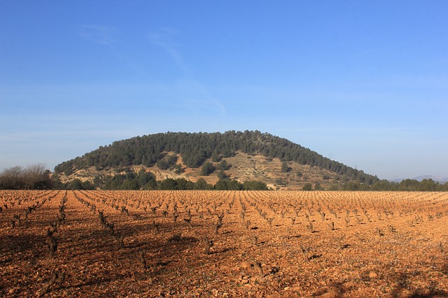 Un proyecto europeo de investigadores de la Universidad de Murcia analiza la situación del sector agrícola en la Región y cómo podría ser sostenible