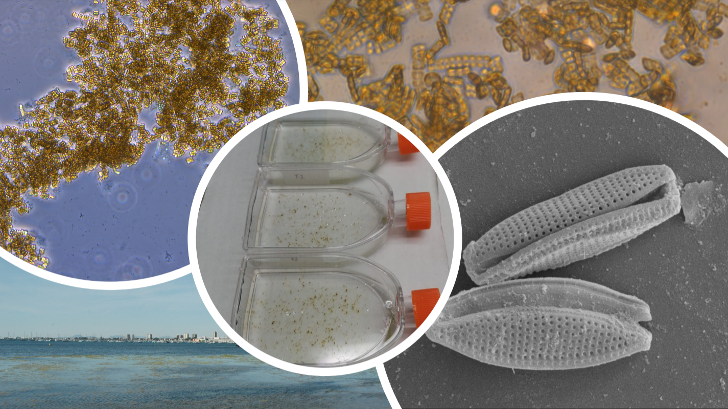 Una investigación de la UMU estudia las aplicaciones de las microalgas del Mar Menor: desde la medicina a la cosmética