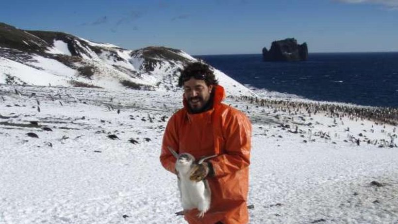 Un grupo de investigación de la UMU descubre altos niveles de mercurio en los pingüinos de la Antártida