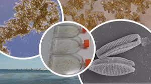 Una investigación de la UMU estudia las aplicaciones de las microalgas del Mar Menor: desde la medicina a la cosmética