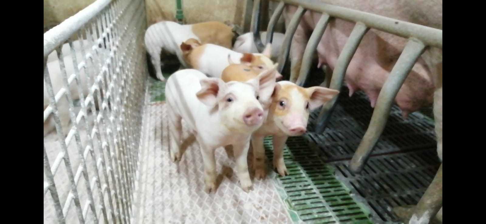 La UMU y la empresa DHESA logran minimizar el uso de antibióticos en la alimentación del ganado porcino.
