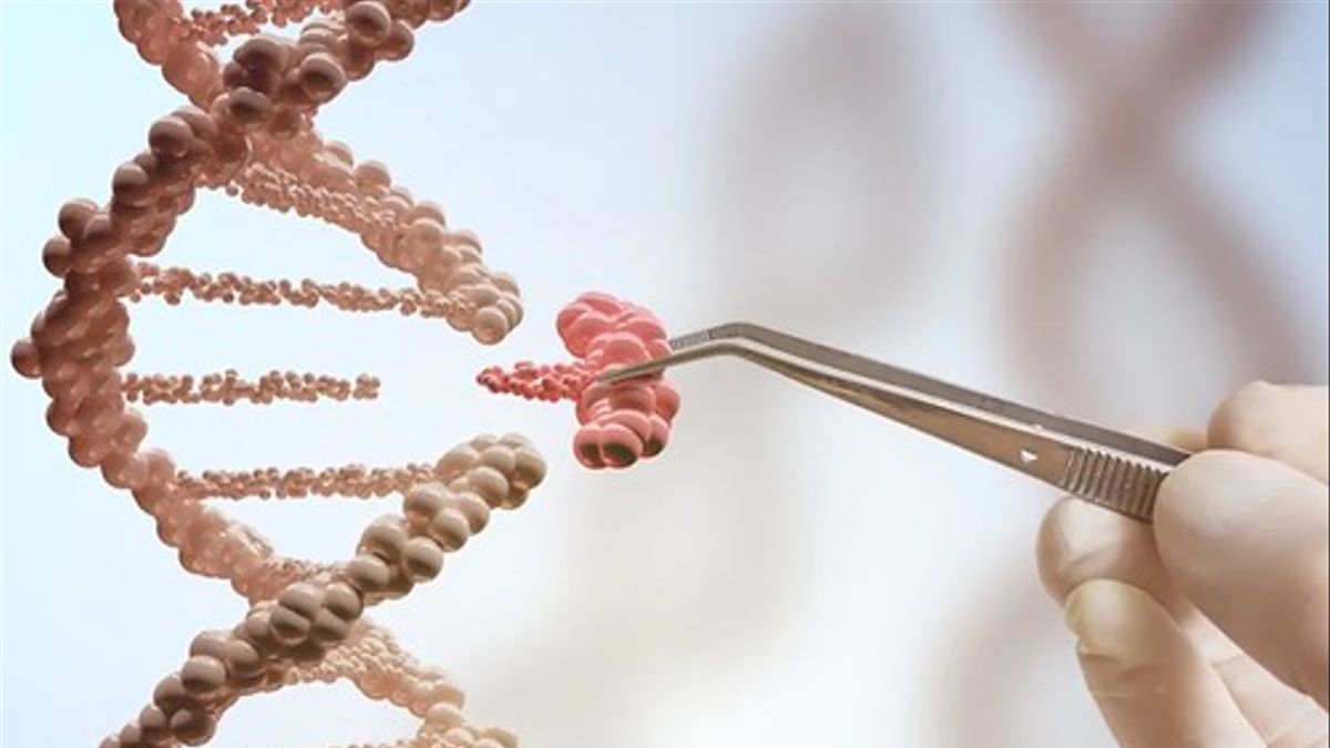 Una investigación de la UMU genera embriones porcinos editados genéticamente para terapias en humanos