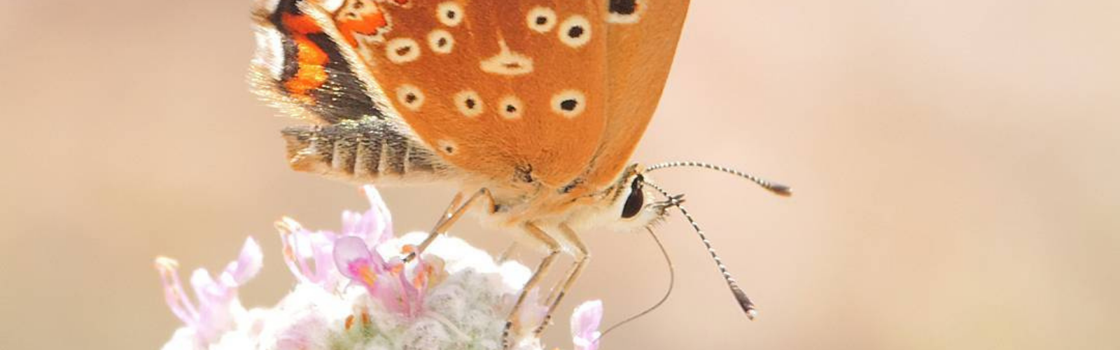 La UMU describe una nueva especie de mariposa desconocida y añade 250 especies al catálogo de biodiversidad de la Región de Murcia