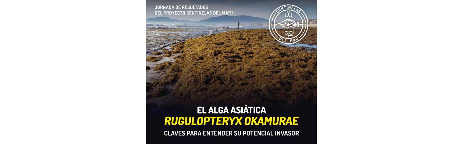 El proyecto de la UMU ‘Centinelas del Mar’ organiza una jornada sobre el impacto del alga asiática Rugulopteryx okamurae en el Mediterráneo