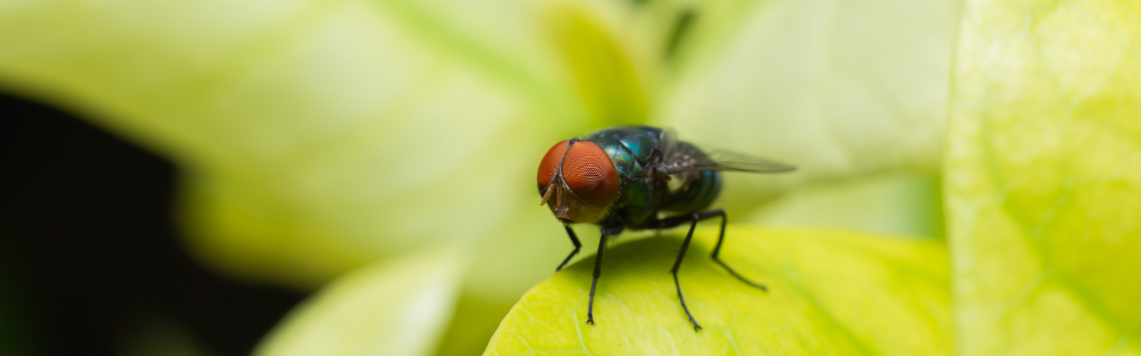 Cómo los insectos ayudan a resolver crímenes en la vida real