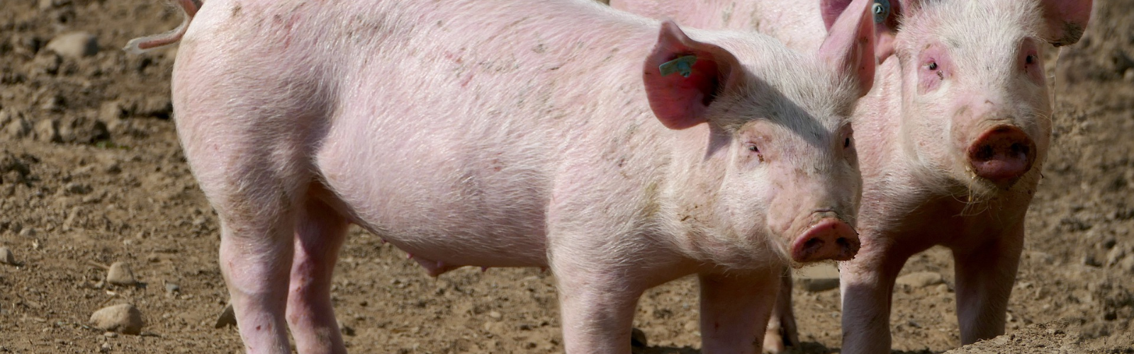 Investigadores de la UMU revisan todo el potencial de la modificación genética de cerdos