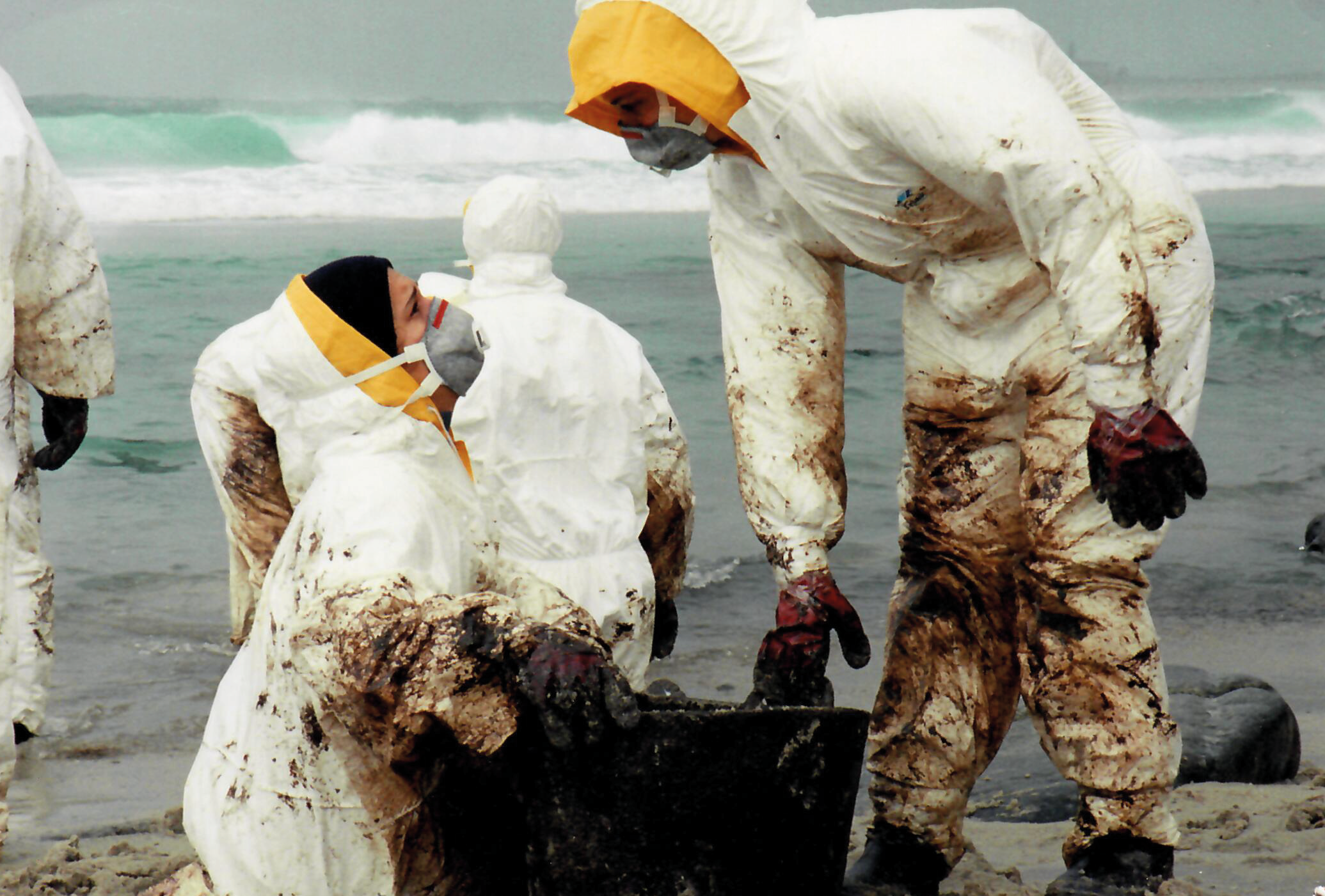 20 años del Prestige: El Voluntariado UMU formó parte de la Marea Blanca que acudió a limpiar las costas gallegas.