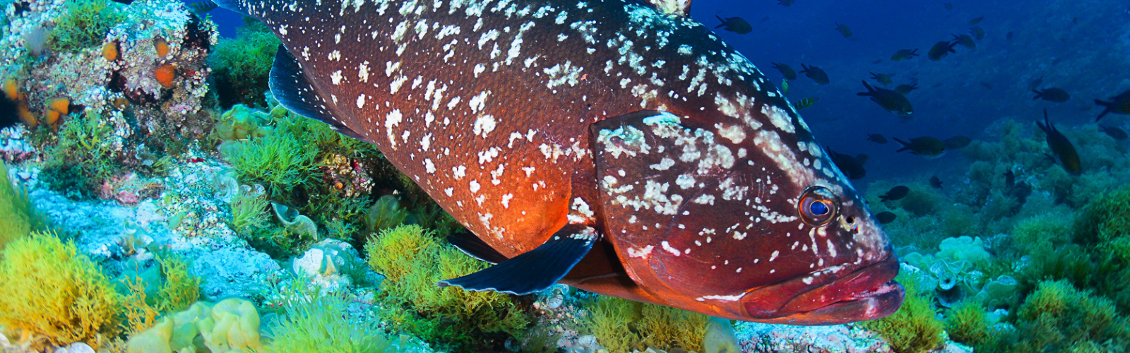 “Biología y Ecología de Meros”, una guía indispensable sobre la especie en la que participa la UMU