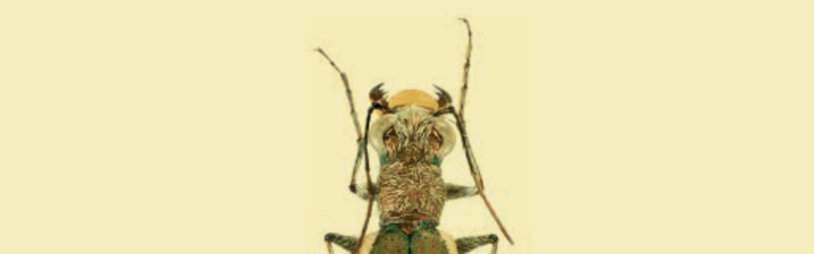 Investigadores de la UMU elaboran un extenso catálogo de 372 especies de escarabajos carábidos presentes en Murcia