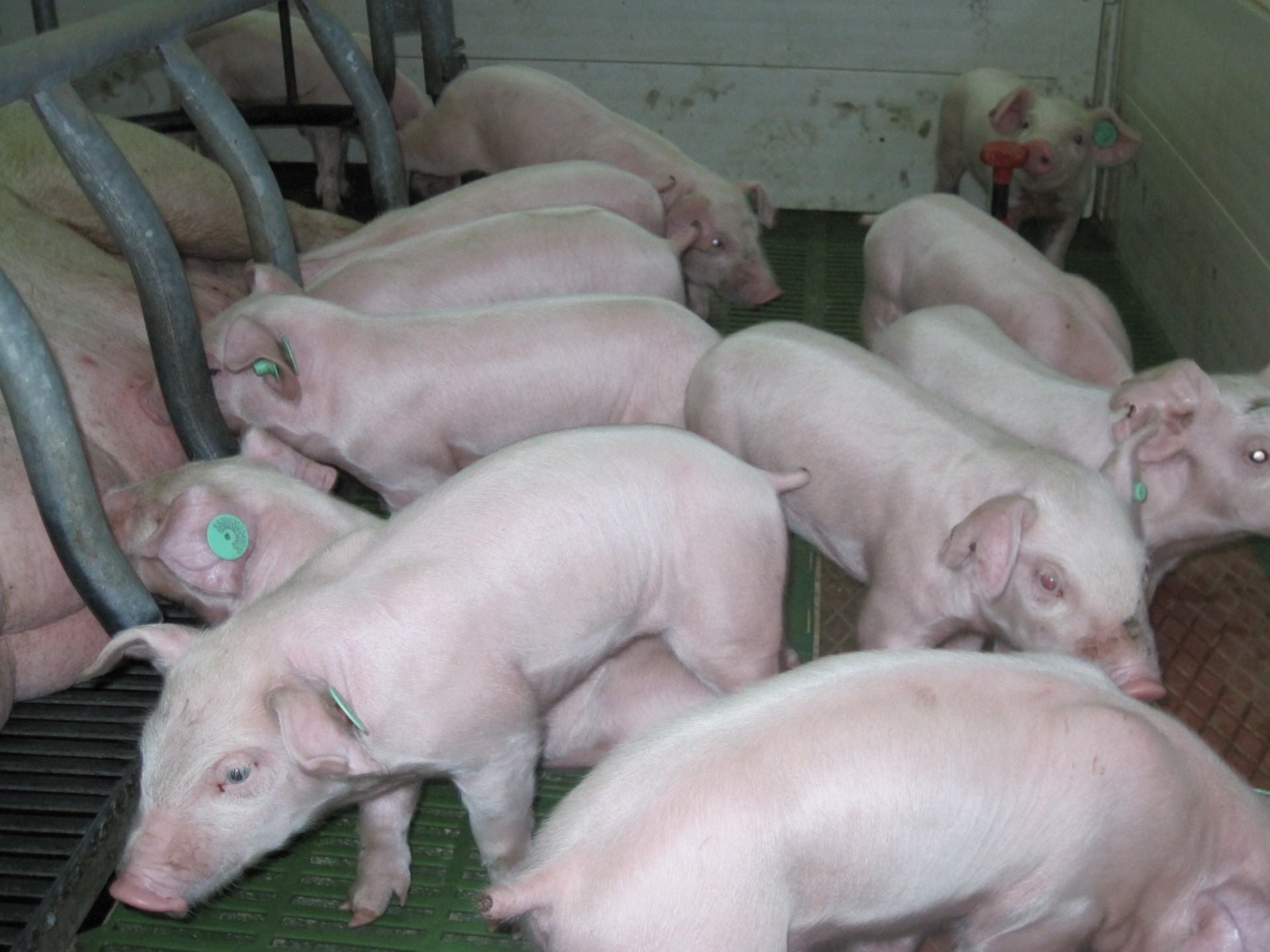 Proyecto UMU-Empresa desarrolla una alternativa natural contra la principal enfermedad protozoaria que afecta al porcino