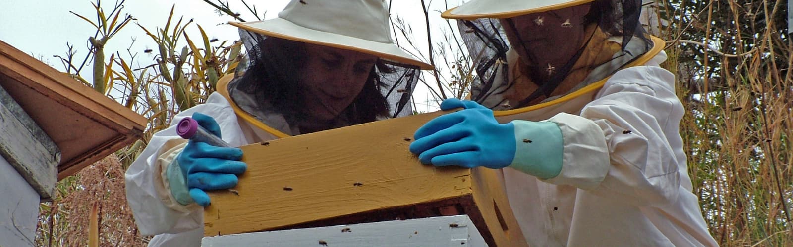 Investigadoras de la UMU ayudan a trazar el origen y evolución del virus que más influye en la desaparición de la abeja de la miel