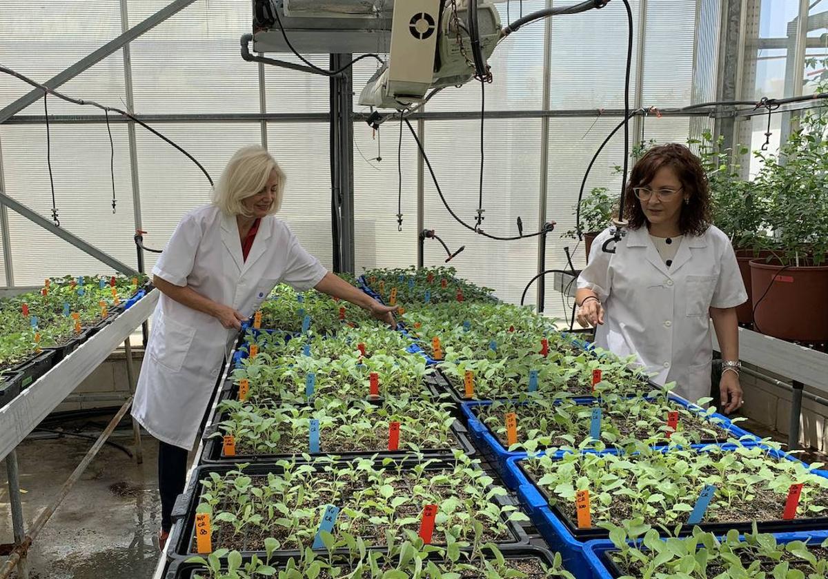 La UMU desarrolla bioestimulantes para plantas obtenidos mediante técnicas in vitro