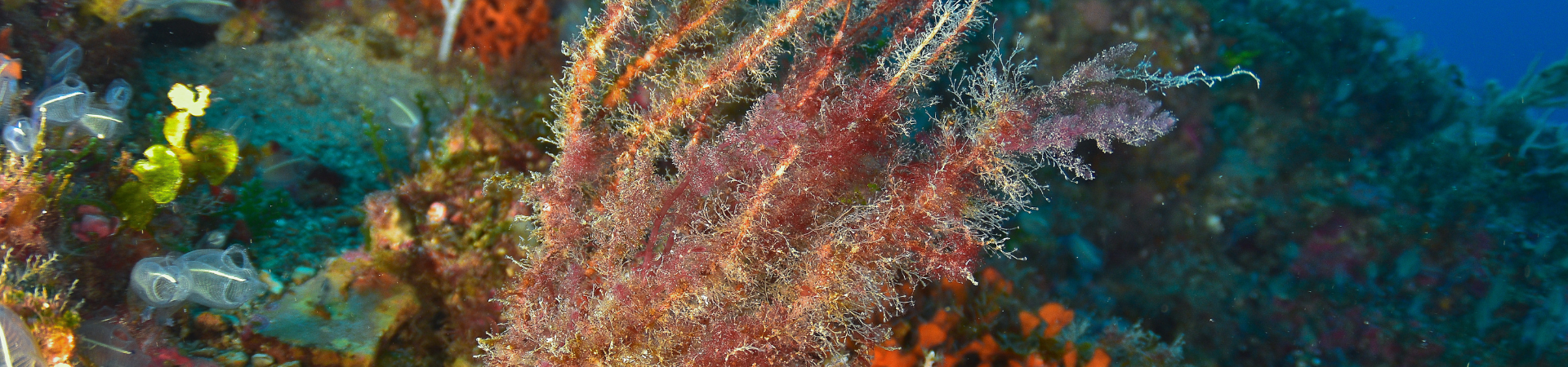 Las olas de calor marinas amenazan la supervivencia de una especie de coral clave para el ecosistema mediterráneo, así lo confirma un estudio de la UMU