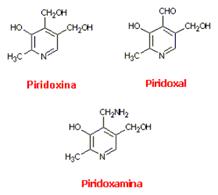 Piridoxina, piridoxal y piridoxamina