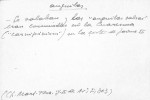 Ficha escaneada con el texto para la entrada anguila ( 11 de 32 ) 
