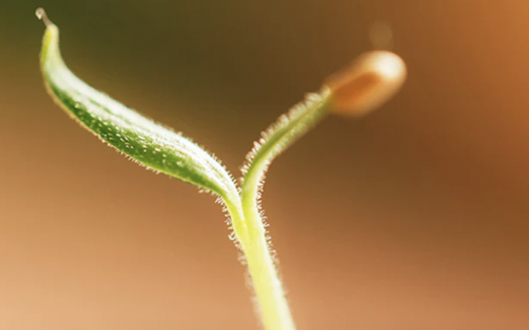 Exploring Possibilities of Plant Sentience using Time Lapse