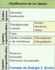 Esteroides definicion biologia